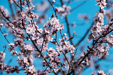 cherry tree blossoms in spring against blue sky