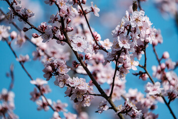 cherry tree blossoms in spring against blue sky
