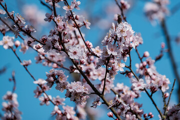 cherry tree blossoms in spring against blue sky