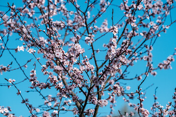 cherry tree blossoms in spring against blue sky