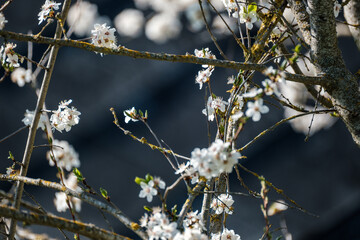 cherry tree blossoms in spring against blue sky
