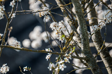 cherry tree blossoms in spring against blue sky