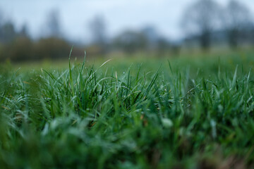 green spring mood blur background
