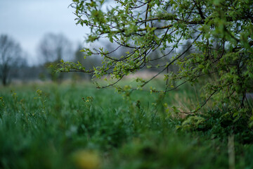 green spring mood blur background