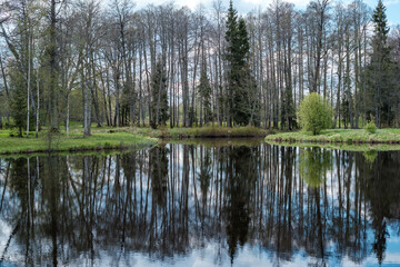 Obraz premium blue sky reflections in clear water pond with spring trees and mirror water