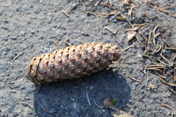 pomme de pin, pive au sol, avec belle lumière 