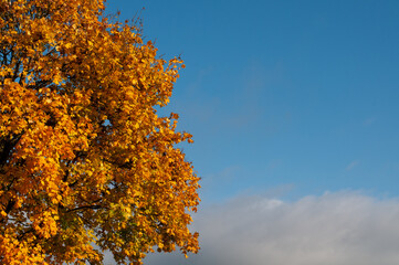 Fototapeta premium colorful leaves of a maple tree in sunlight