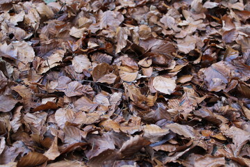 tapis de feuilles mortes, marron, brunes dans la foret 