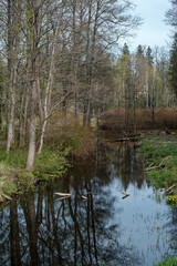 Obraz premium blue sky reflections in clear water pond with spring trees and mirror water