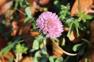 fleur rose sauvage poussant dans un lit de feuilles mortes 