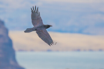 Raven in Flight Over Basalt Cliffs and the Columbia River in Eastern Washington