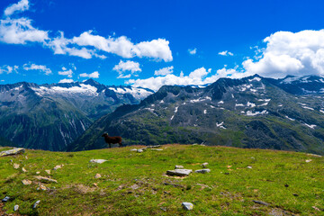 Fototapeta na wymiar Flock of goats in Hohe Tauern in Austria. Schobergruppe, Debanttal, Austrian Alps, Europe