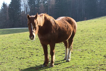 jeune cheval marron et blanc, liste, crinière marron, au pré 