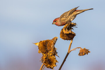 House Finch Taking Advantage of Standing Dried Sunflowers