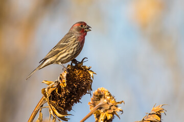 House Finch Taking Advantage of Standing Dried Sunflowers