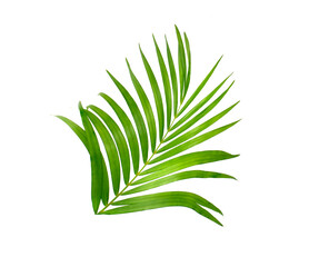 Coconut leaf isolated on a white background