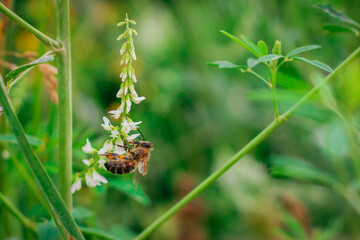Melilotus albus, honey clover, white melilot, Bokhara clover, white clover with a Bee blooming in the meadow. Meadow flowers Close up.