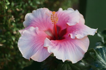 White and pink hibiscus flower in a garden