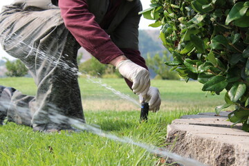 Man gardener worker kneeling down adjusting water sprinkler irrigation with a screw driver.  - obrazy, fototapety, plakaty