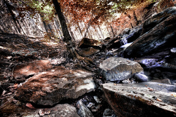 firewood in the forest