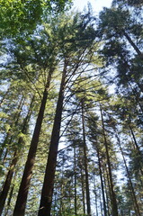 Fir trees in the forest of Vallombrosa, Tuscany, Italy