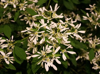 Close up of the white Pascuita flowers, a plant from a spurge family