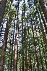 Fototapeta premium Fir trees in the forest of Vallombrosa, Tuscany, Italy