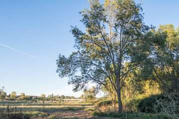 landscape with a tree in the foreground and a contrail in the blue sky