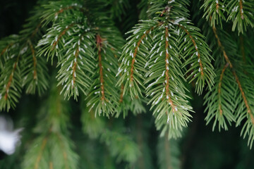 Fir branches covered with hoarfrost