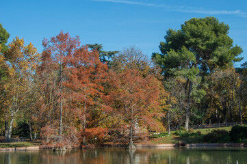 Fototapeta na wymiar pond with bald red Taxodium ascendens (Pond Cypress)and green pines in autumn in the Retiro park in Madrid. Spain