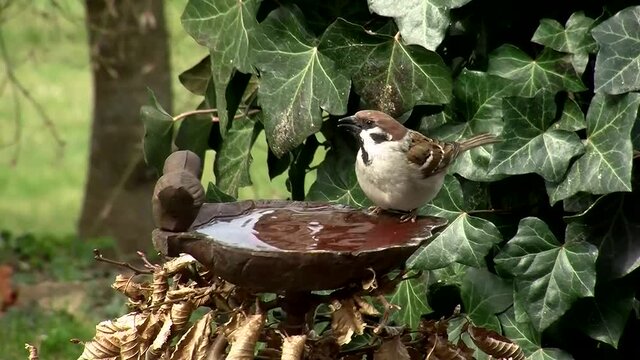 Ein durstiger Sperling kommt zur Vogeltr&auml;nke