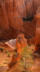 Morning sunrise at Bryce Canyon National Park Utah hoodoos and canyons with beautiful pine trees scattered in the valley.