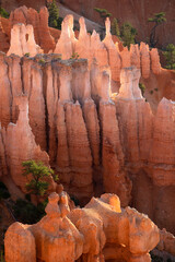 Morning sunrise at Bryce Canyon National Park Utah hoodoos and canyons with beautiful pine trees scattered in the valley.