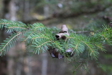branche de jeune sapin en foret, avec feuilles mortes sur le dessus
