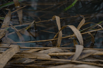 reeds and clear water