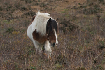 Obraz na płótnie Canvas A New Forest Pony (UK)
