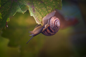 The snail crawls upside down on the grape leaf. Close-up. Blurred background.