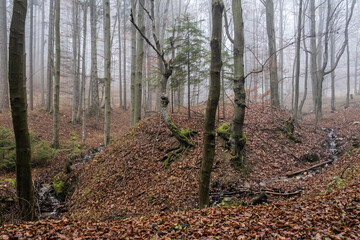 Autumn scene in misty forest, Little Fatra, Slovakia