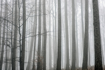 Autumn scene in misty forest, Little Fatra, Slovakia