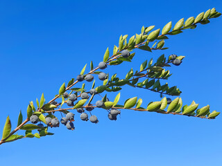 Myrtle single branch with ripe blue berries and green leaves against bright blue sky