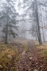 Autumn scene in misty forest, Little Fatra, Slovakia