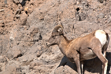 Rocky mountain big horn ram in the San Juan Mountains of southern Colorado