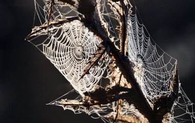 Telaraña