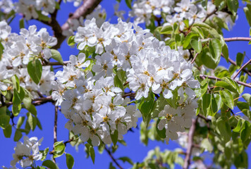 Beautiful blooming apricot tree branches with white flowers over blue sky. Spring nature background.