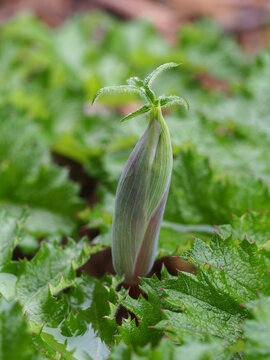 Thapsia (Thapsia nitida)