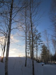 Young birches on a snow-covered hill in the evening