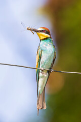 Gruccione in attesa su un filo