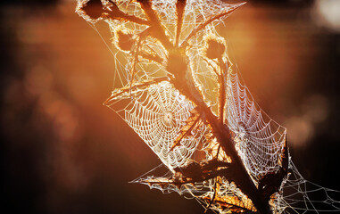 Telaraña