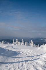 Sunny Winter Day With Frozen Trees