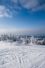 Sunny Winter Day With Frozen Trees